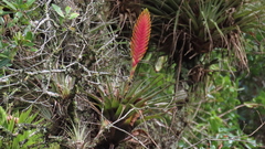 Tillandsia lampropoda