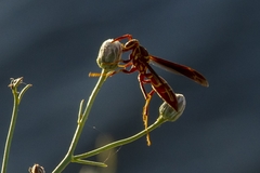 Polistes arizonensis