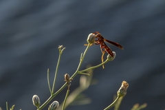 Polistes arizonensis