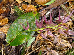 Pleurothallis phalangifera