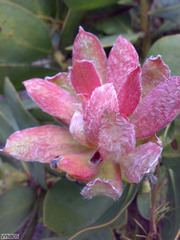Protea speciosa