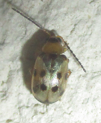 Afromaculepta