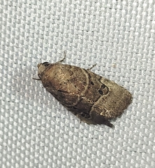 Elaphria fuscimacula