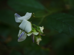 Crotalaria heyneana