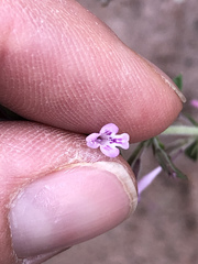 Hedeoma oblongifolia