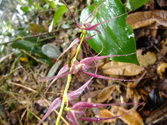 Pleurothallis phalangifera