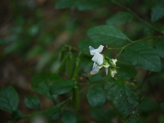 Crotalaria heyneana