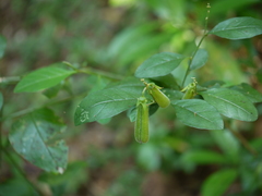 Crotalaria heyneana