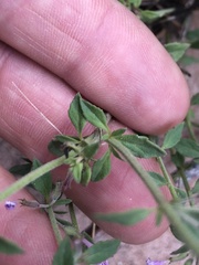 Hedeoma oblongifolia