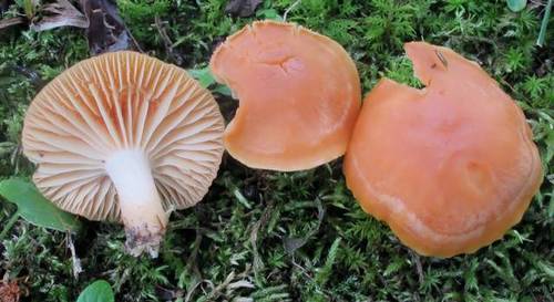 Meadow Waxcap