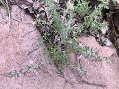 Hedeoma oblongifolia