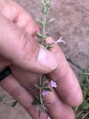 Hedeoma oblongifolia