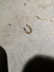 Hemiscolopendra marginata