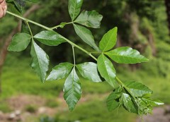 Allophylus decipiens