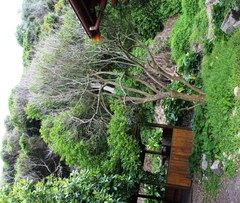 Allophylus decipiens