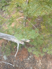 Abies procera