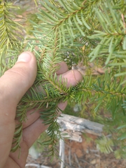 Abies procera