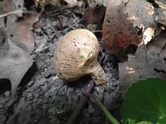 Scleroderma michiganense