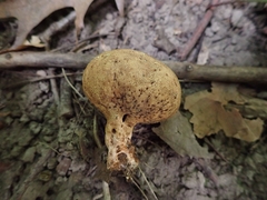 Scleroderma michiganense