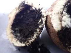Scleroderma michiganense