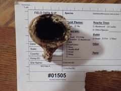 Scleroderma michiganense