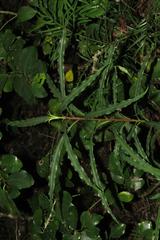 Faurea macnaughtonii