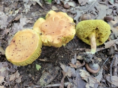 Xerocomus illudens