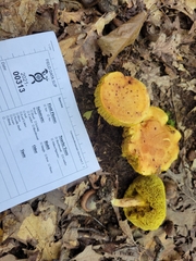Xerocomus illudens