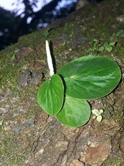 Peperomia asarifolia