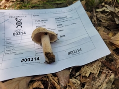 Lactarius imperceptus