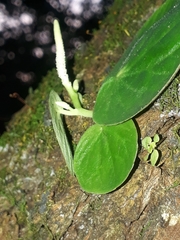 Peperomia asarifolia
