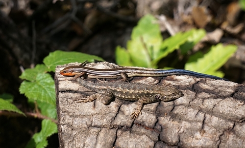 Western Skink, 22500 Cristo Rey Dr, Cupertino, CA 95014, USA, photo 5 of 10
