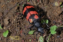 Hycleus biundulatus