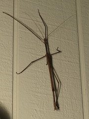 Acrophylla wuelfingi