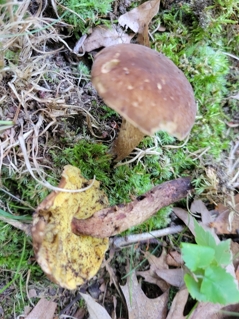 Boletellus chrysenteroides from West Township, IN, USA on August 19 ...