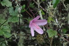 Hibiscus pedunculatus
