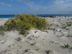 Spinifex longifolius