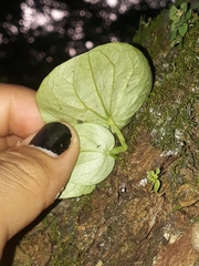 Peperomia asarifolia