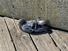 Columba livia domestica