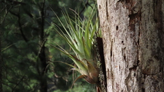 Tillandsia cucaensis