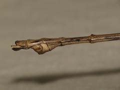 Acrophylla wuelfingi