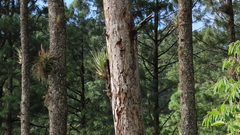 Tillandsia cucaensis