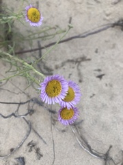 Erigeron blochmaniae