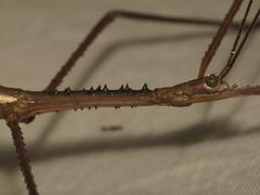 Acrophylla wuelfingi