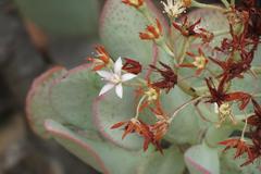 Crassula arborescens arborescens