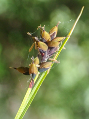 Carex atrosquama
