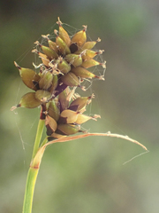Carex atrosquama