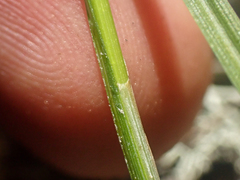 Carex atrosquama