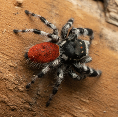 Phidippus tyrrelli