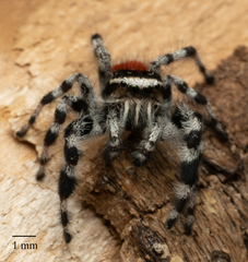 Phidippus tyrrelli